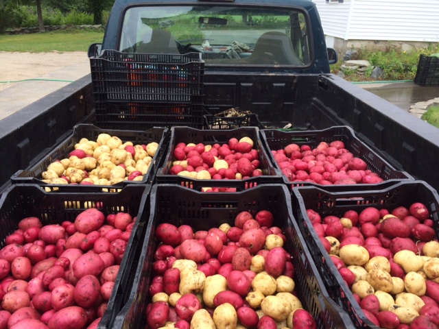 we'll have plenty of potatoes tomorrow!