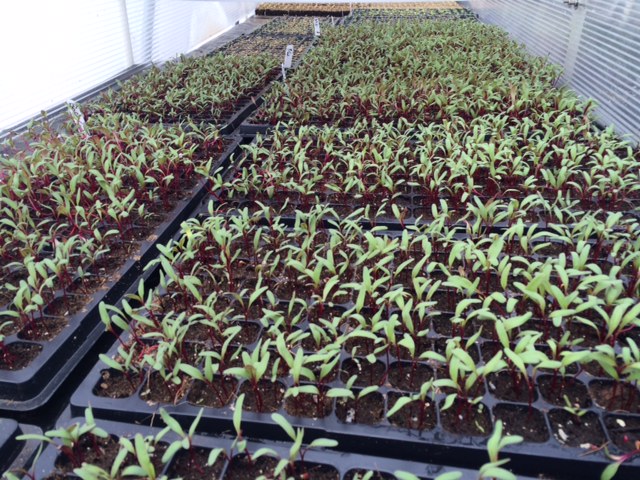 Early beets enjoying the weather in our seedling house!