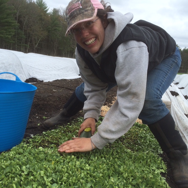 Assistant manager Danielle harvesting sunflower shoots!