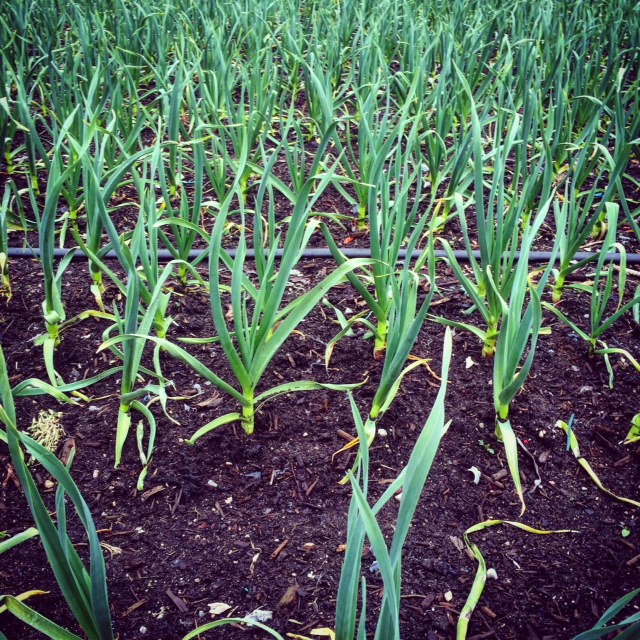 The garlic crop is looking fantastic thus far!