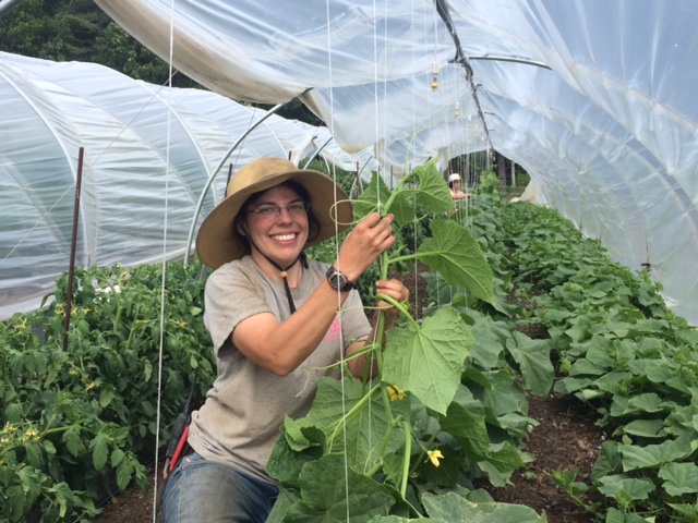 Assistant Manager Danielle, trellising our cucumber plants.