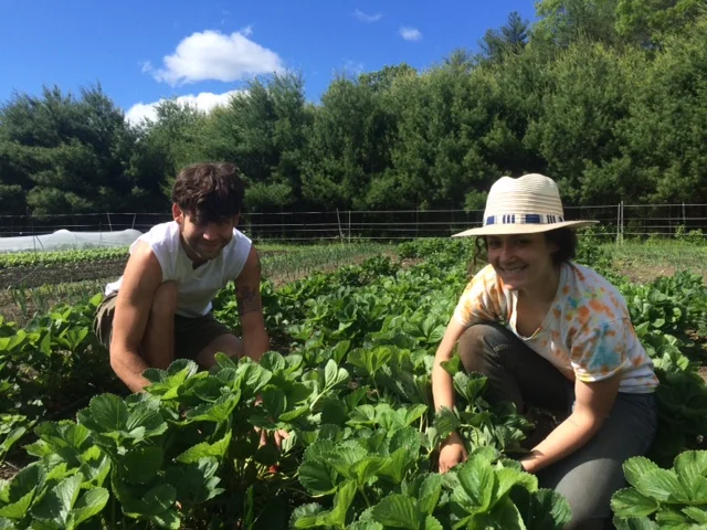 Chas and Nicole picking strawberries - definitely not robots.
