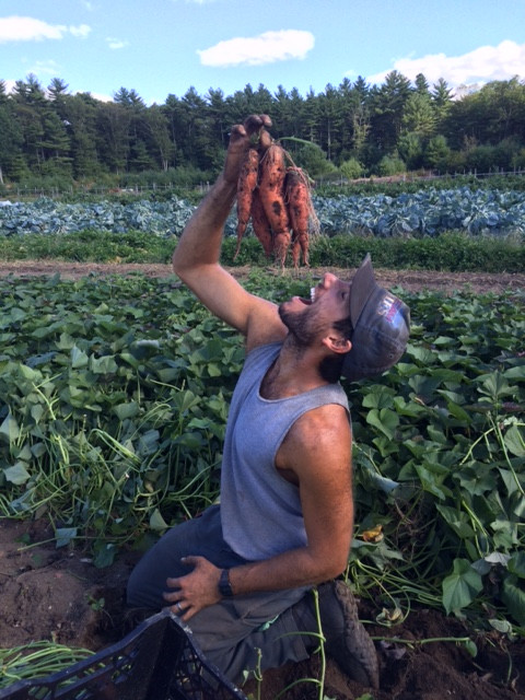 Our sweet potatoes our currently curing in our greenhouse, but will be ready come October!