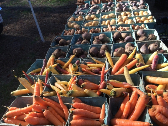 Our root vegetables are still going strong for our Fall CSA!