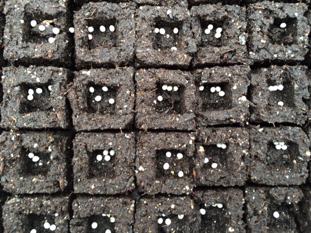  Pelleted onion seed in our soil blocks - ready for covering and germinating.