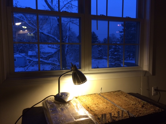  Our pepper seedlings,: warm and cozy on a cold March night