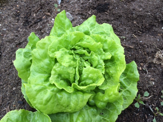 A small butterhead lettuce ready for harvest