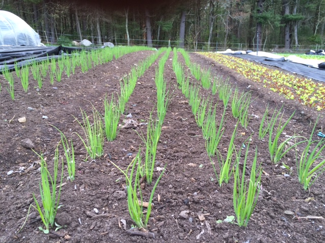 Newly planted onions off to a great start