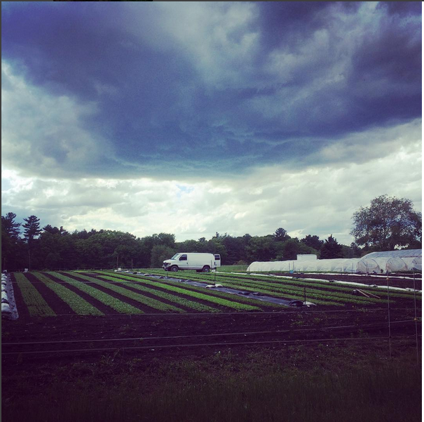 Harvesting before the storm