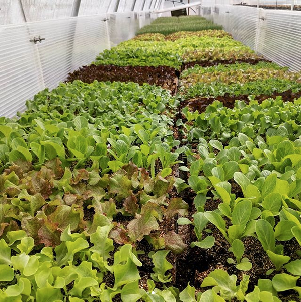 lettuces in the greenhouse, waiting for warmer weather