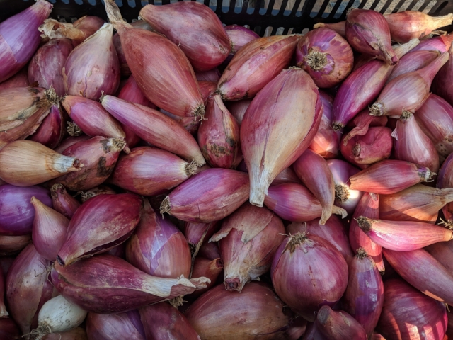 We'll have our Red Long of Tropea Onions on Saturday - very similar in taste to a shallot!