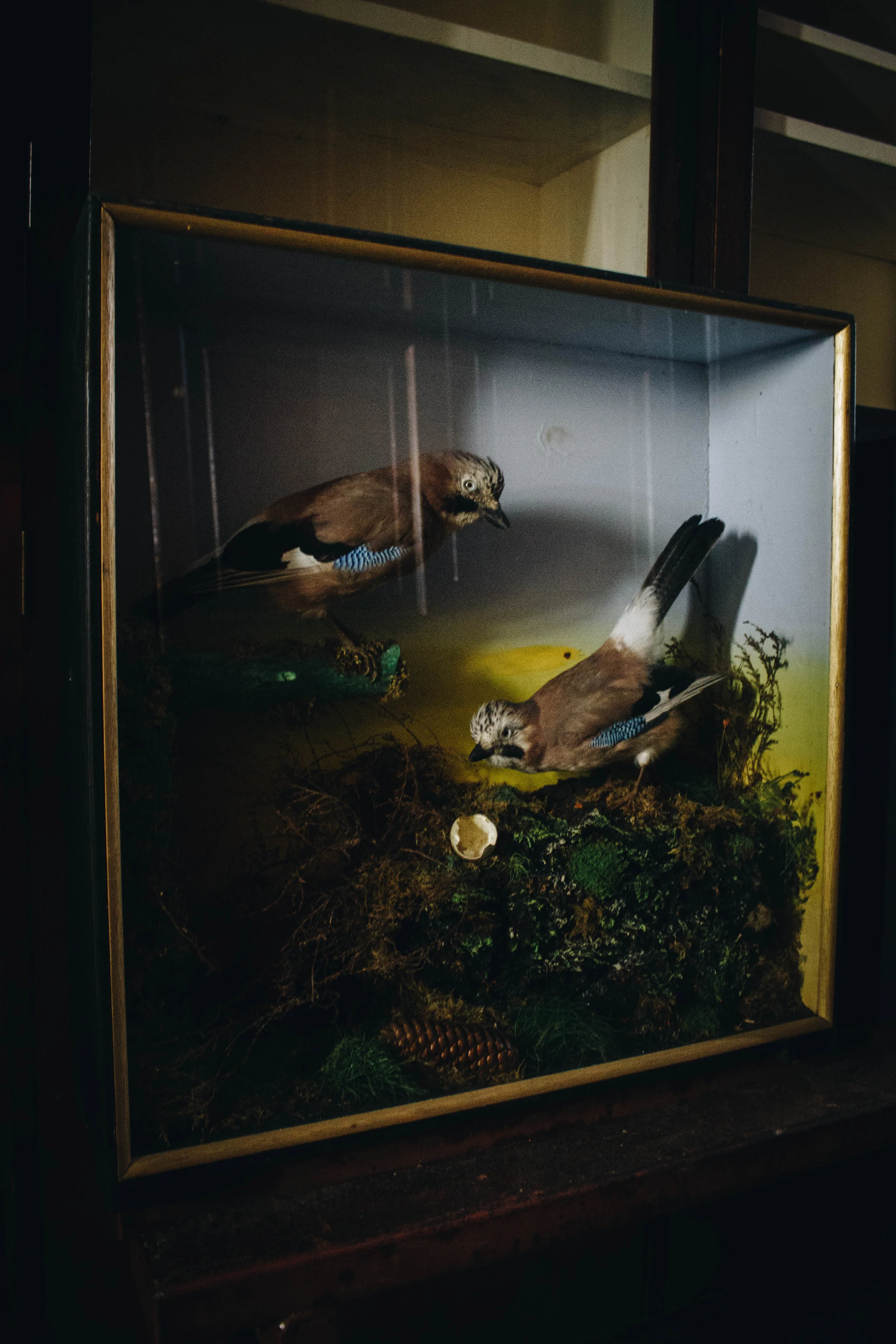 Pair of Jays Taxidermy