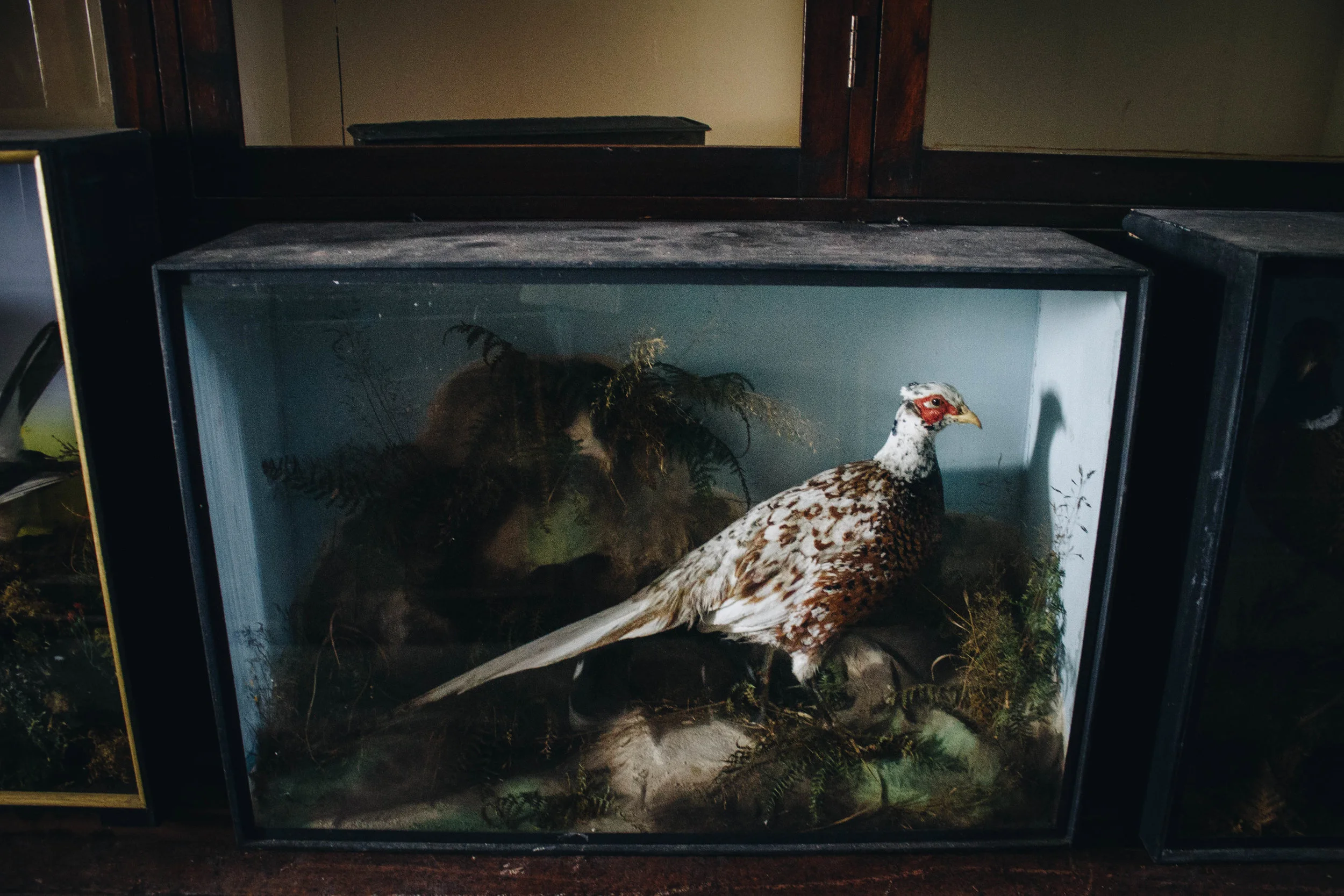 Taxidermy Reeves Pheasant (Museum of National Histoy London)