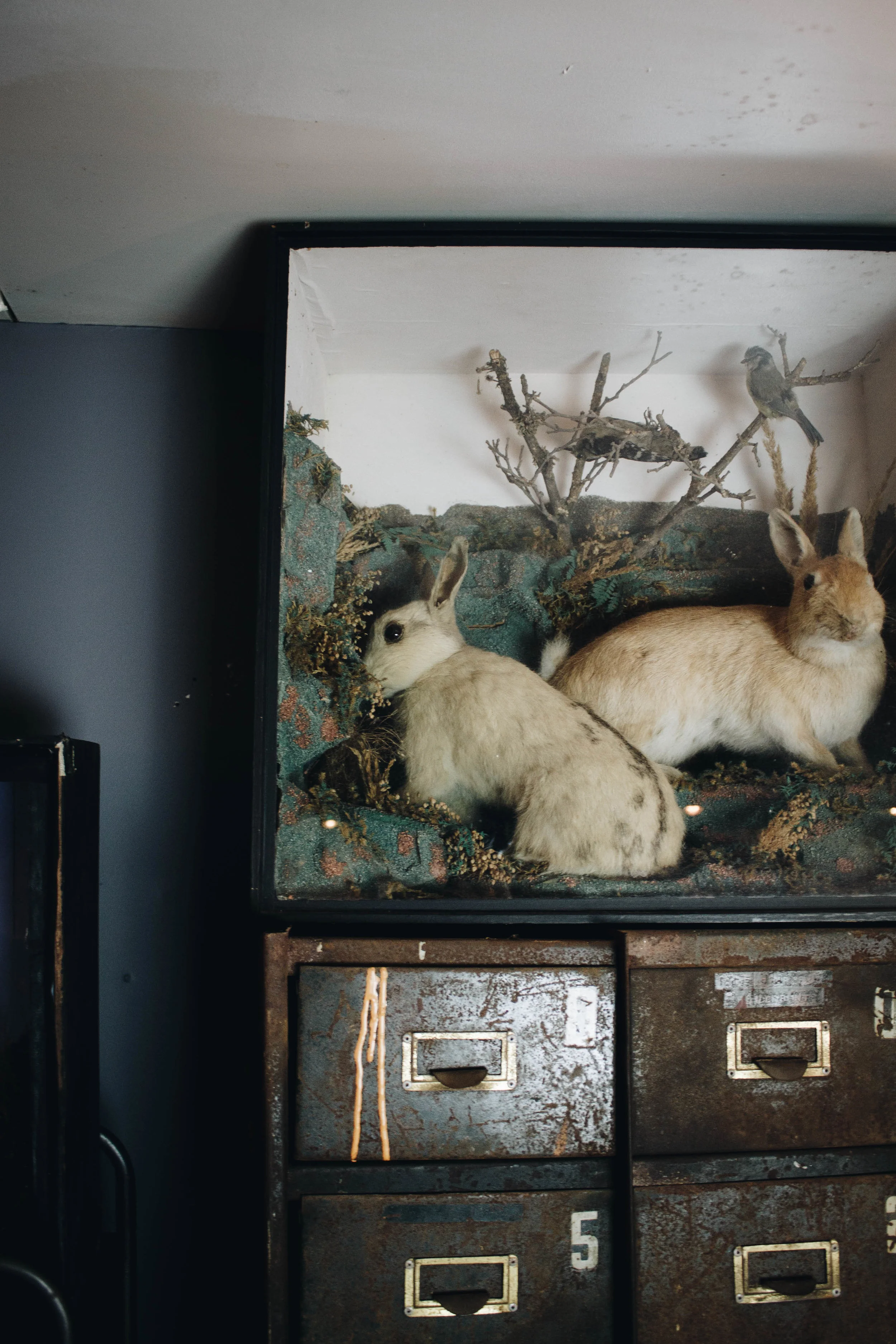 Two Rabbits & Two Birds Taxidermy