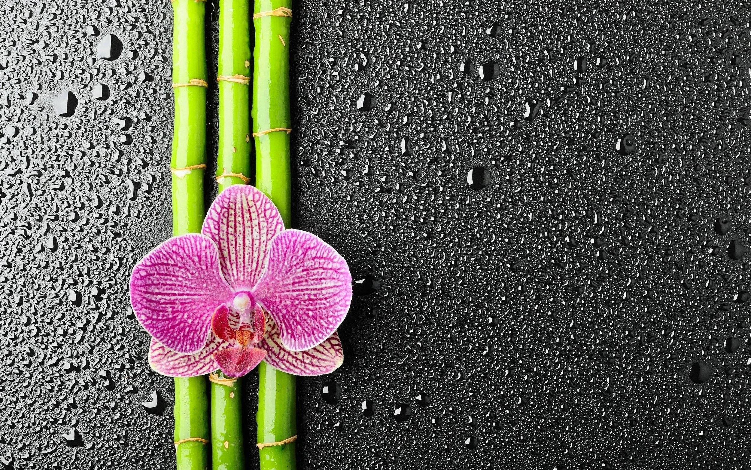 bamboo droplets.jpg