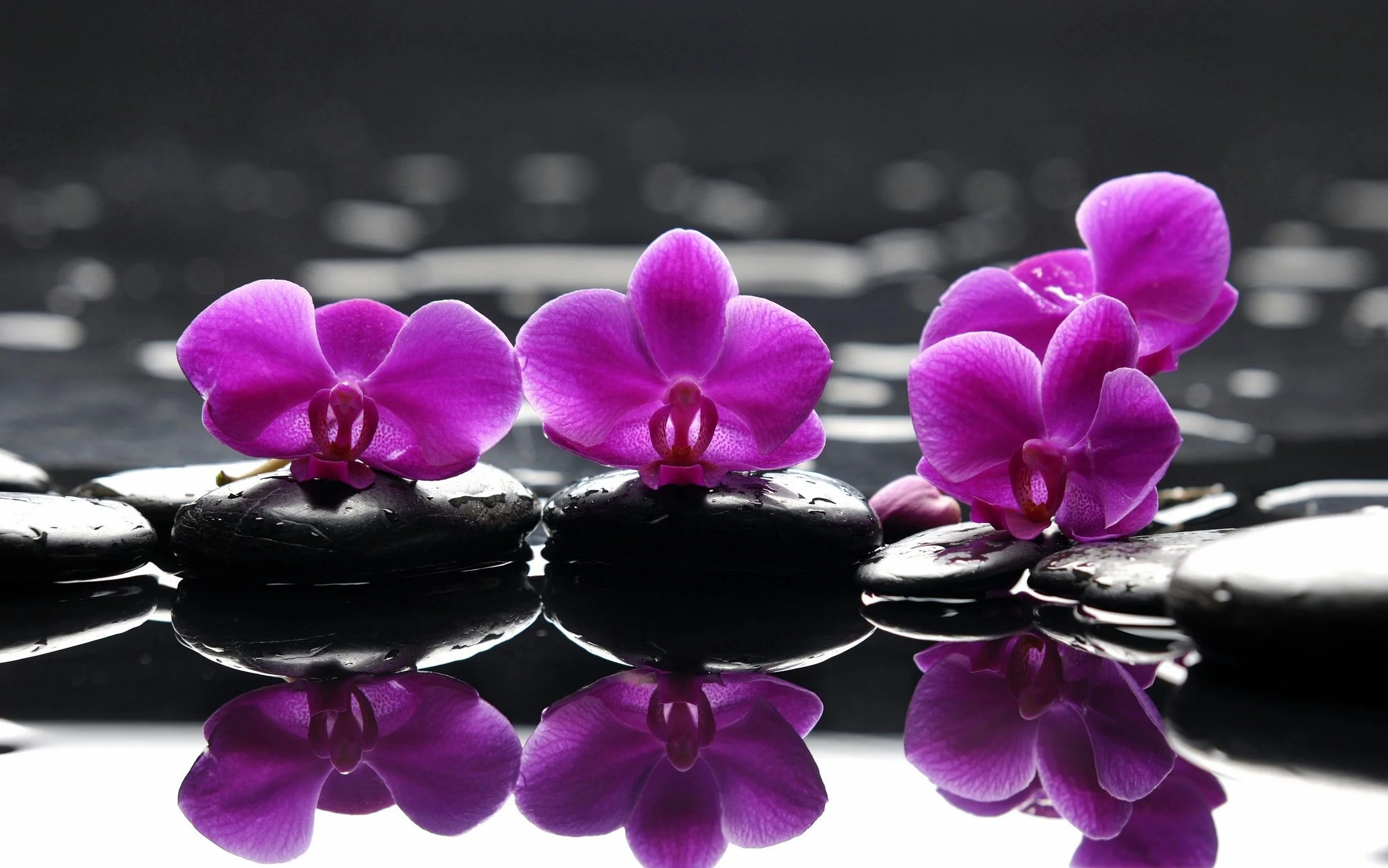 Purple-Orchids.jpg