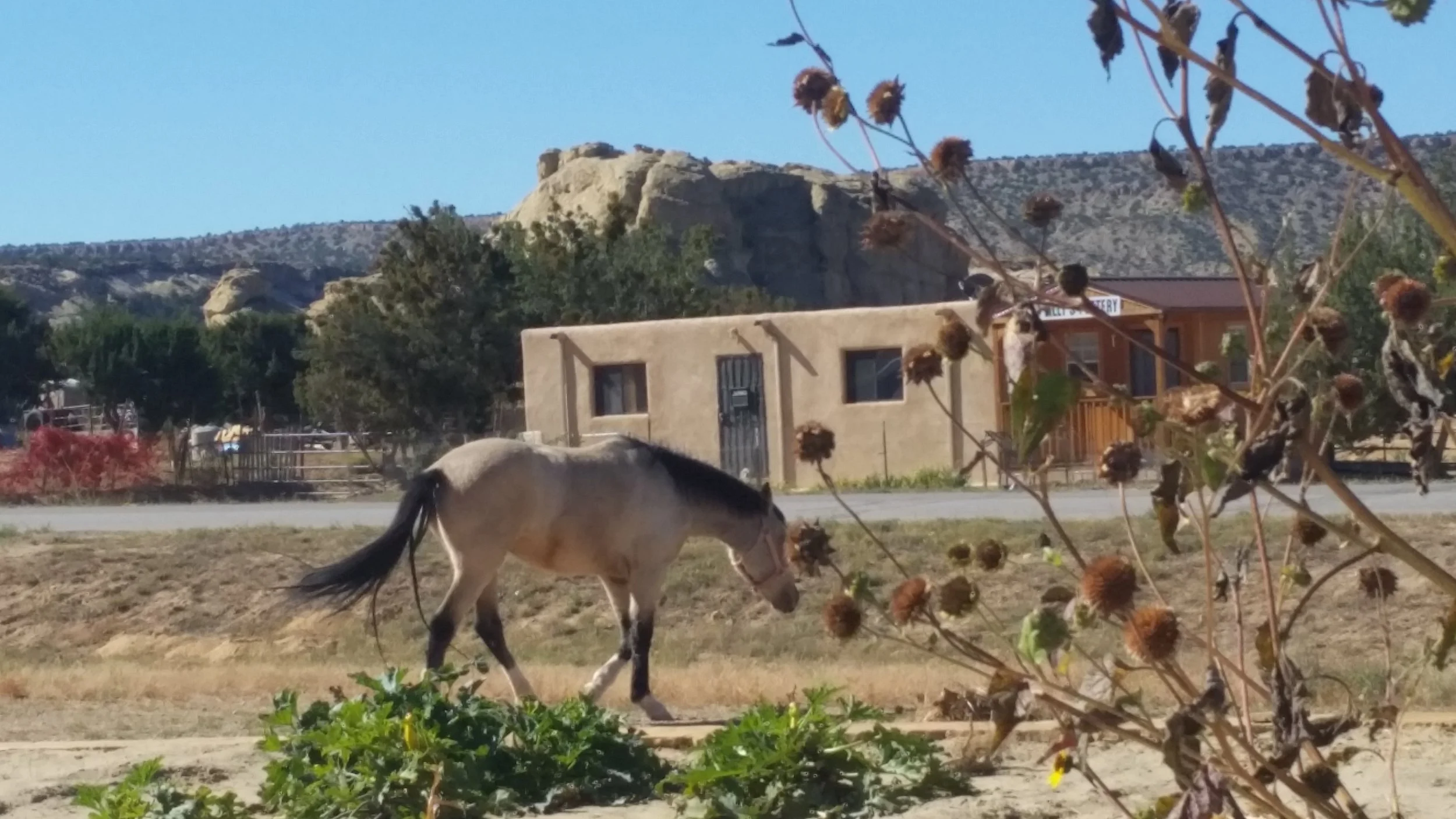 skycityhorse.jpg