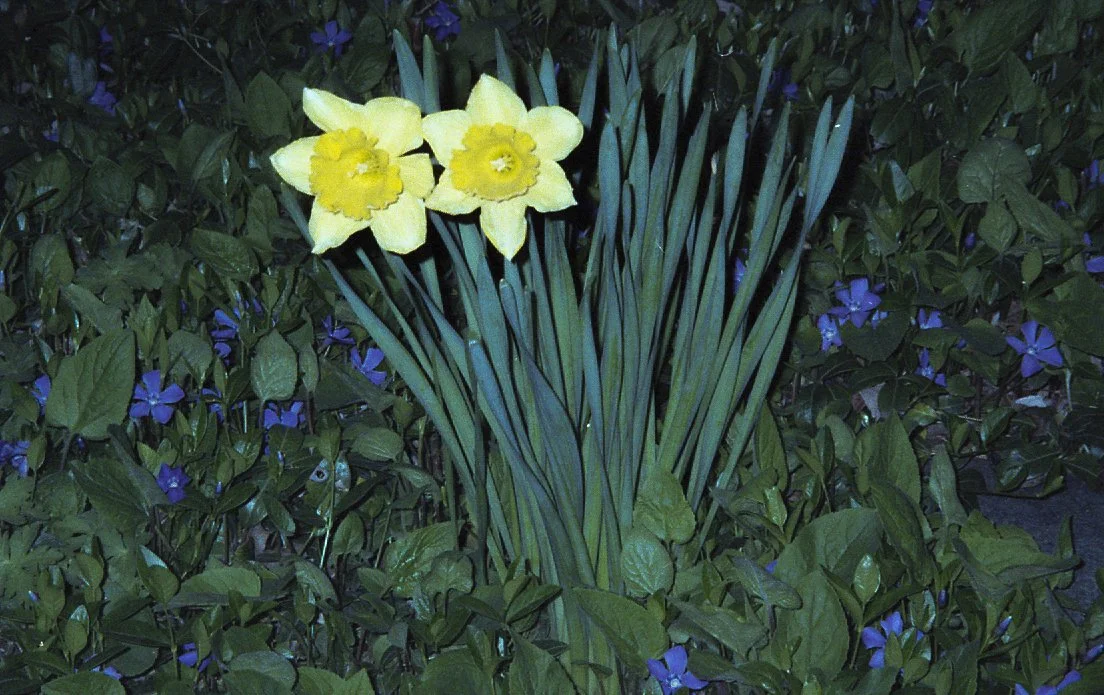 cinestill_flwr (4 of 4).jpg