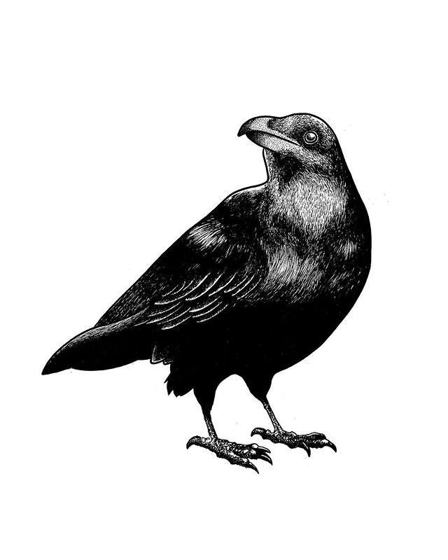 #art #illustration #bird #birds #penandink #inkdrawing #ink #birder #crow #raven #blackwork #tattoo #tattooidea #crows #birding #artist #artistsoninstagram #picoftheday