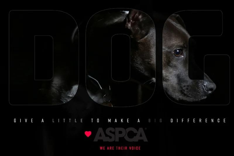 DailyUI #005 ASPCA.jpg