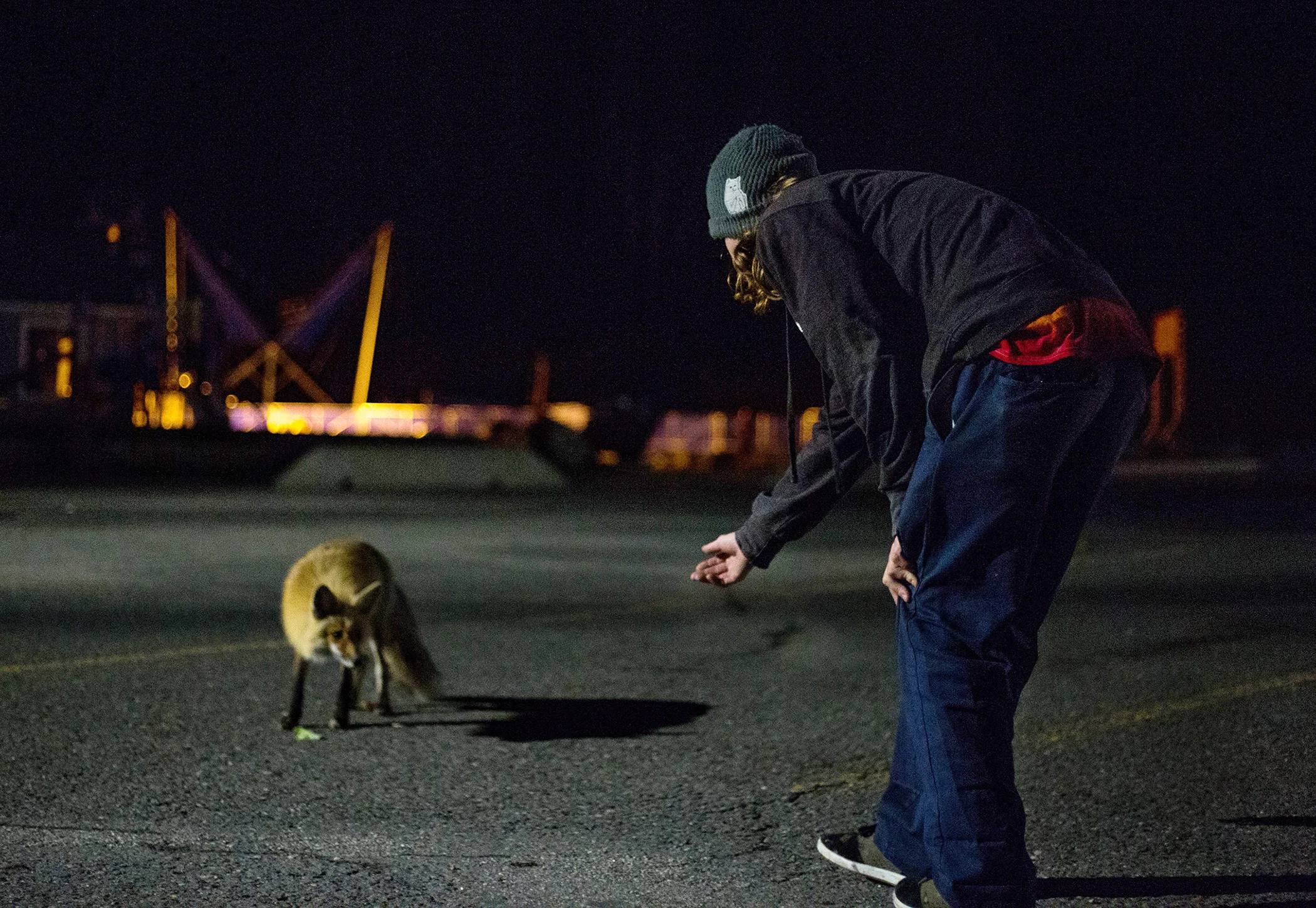 The foxes come out at night. Photo : Matt Boozer