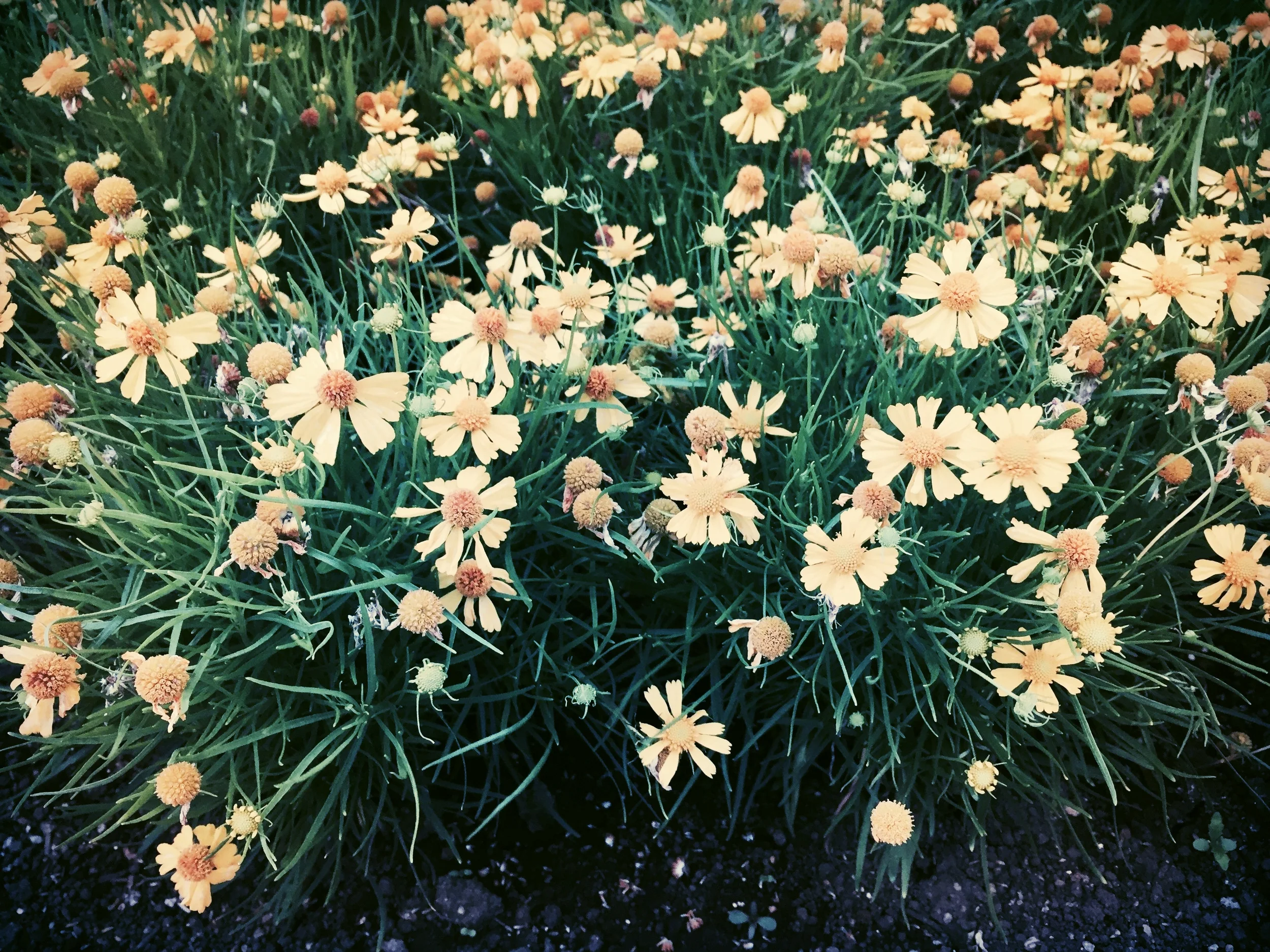 ファイル 2017-01-08 1 00 13.jpeg