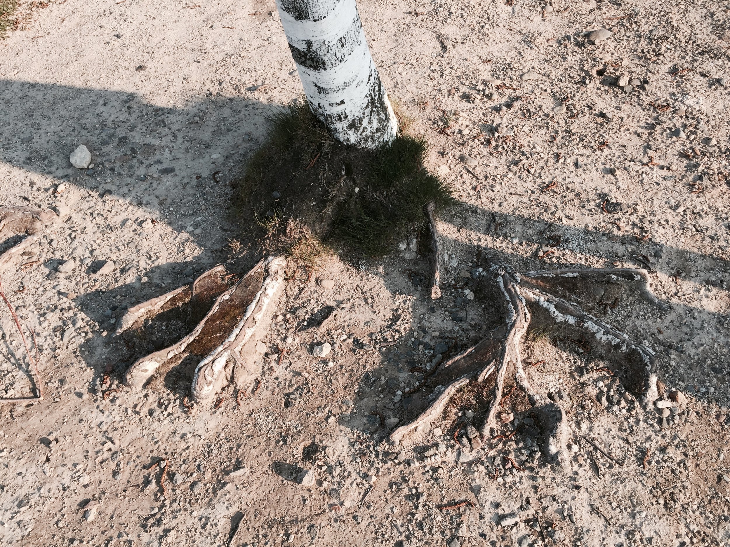 ファイル 2017-01-08 0 29 34.jpeg