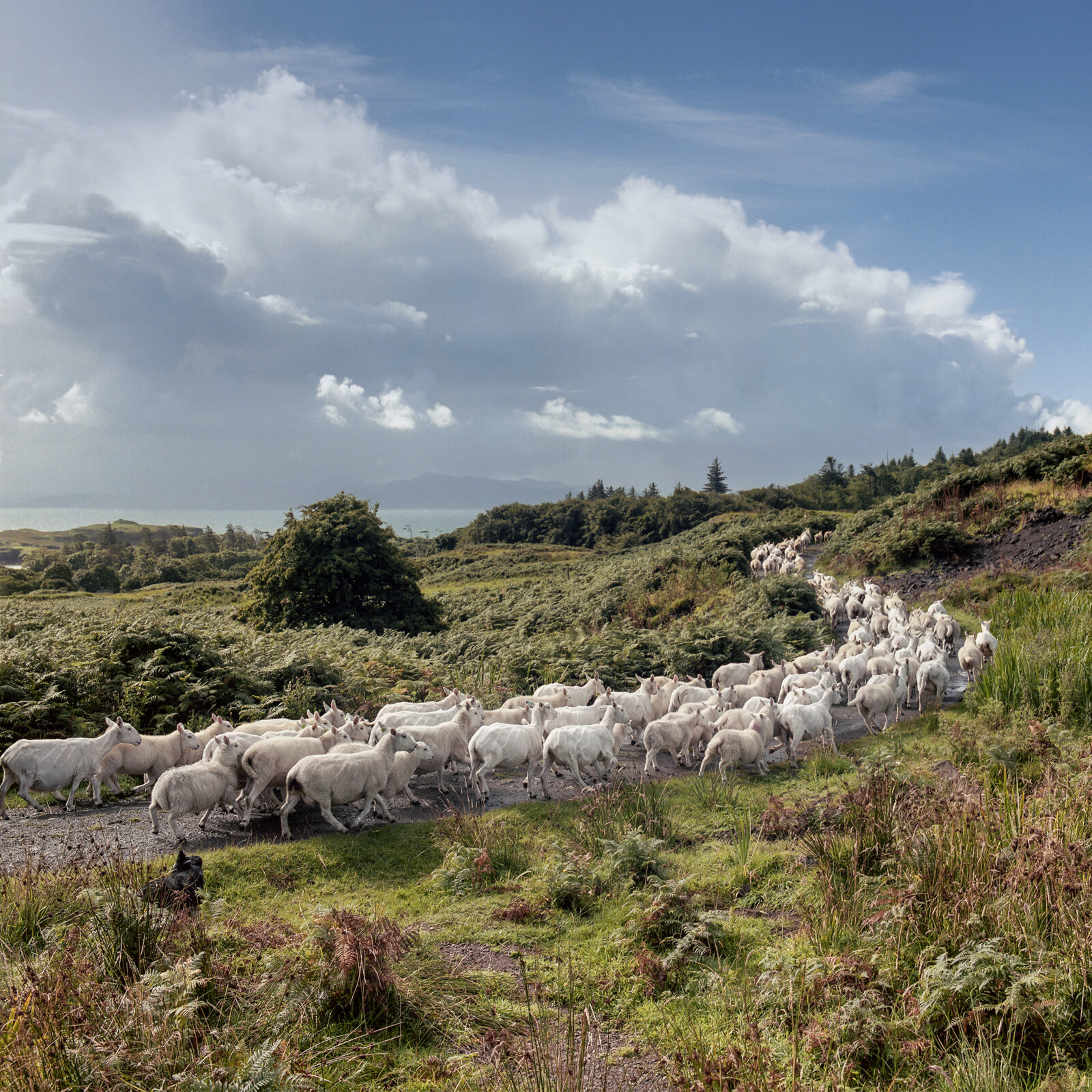 CharlesDelcourt-Scotland-Eigg-80.jpg