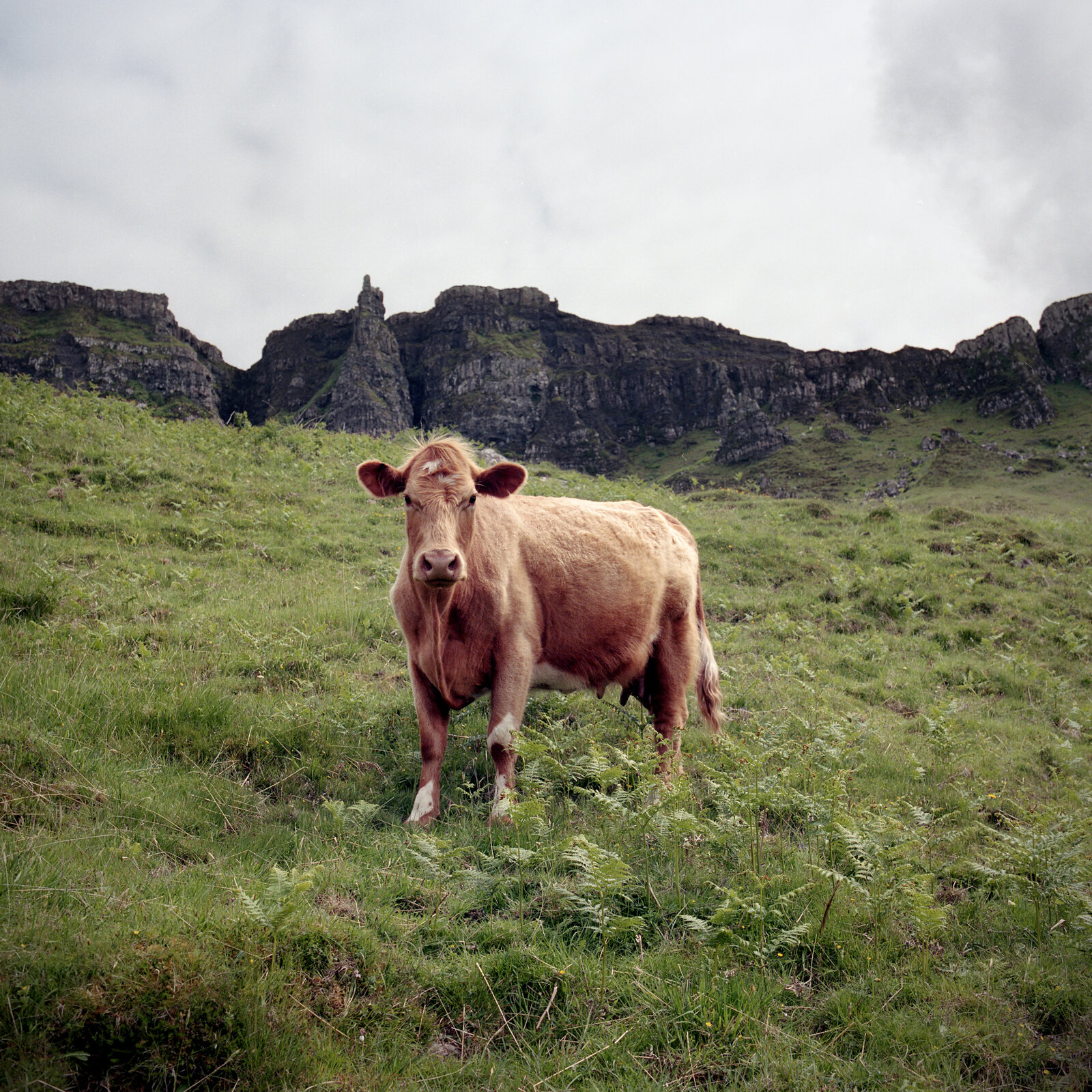 CharlesDelcourt-Scotland-Eigg-25.jpg