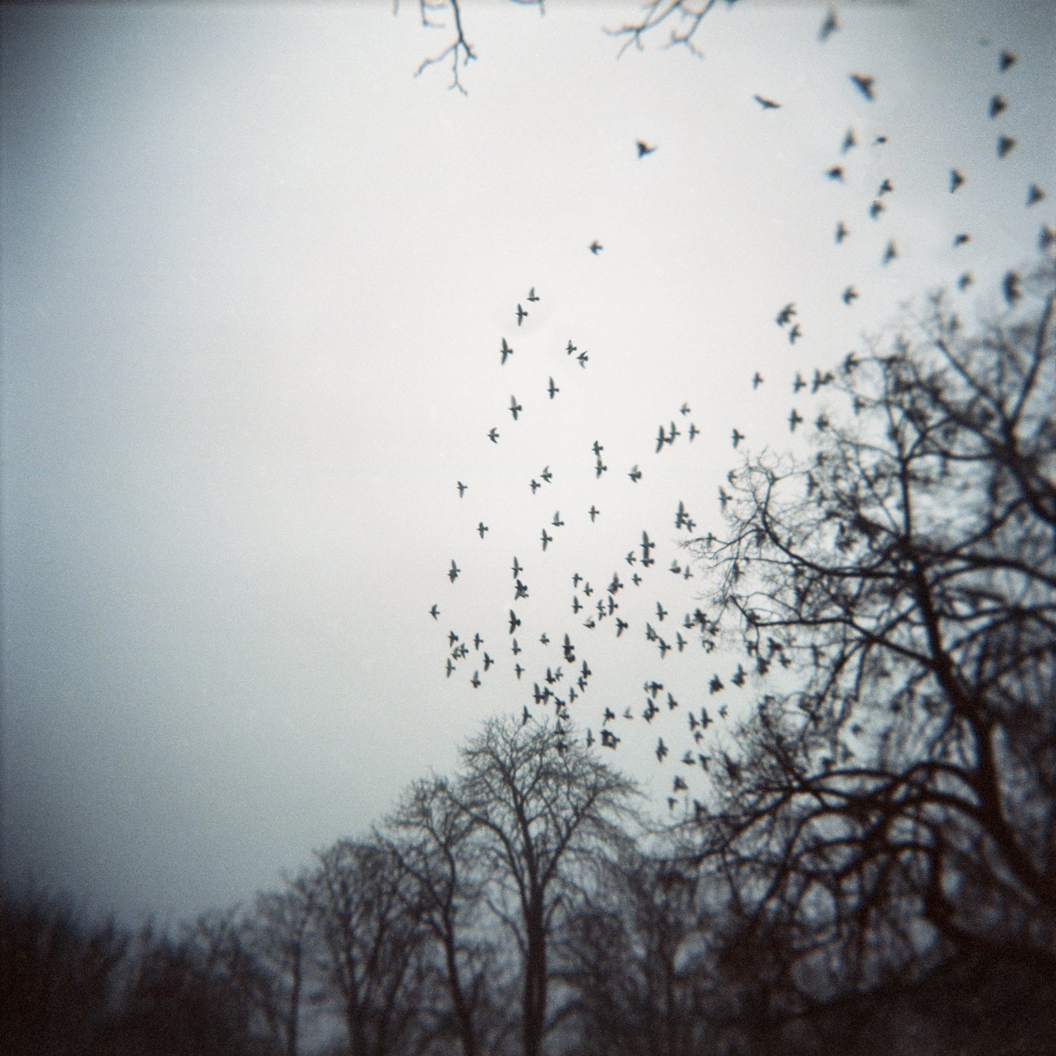 C-Delcourt-holga35.jpg