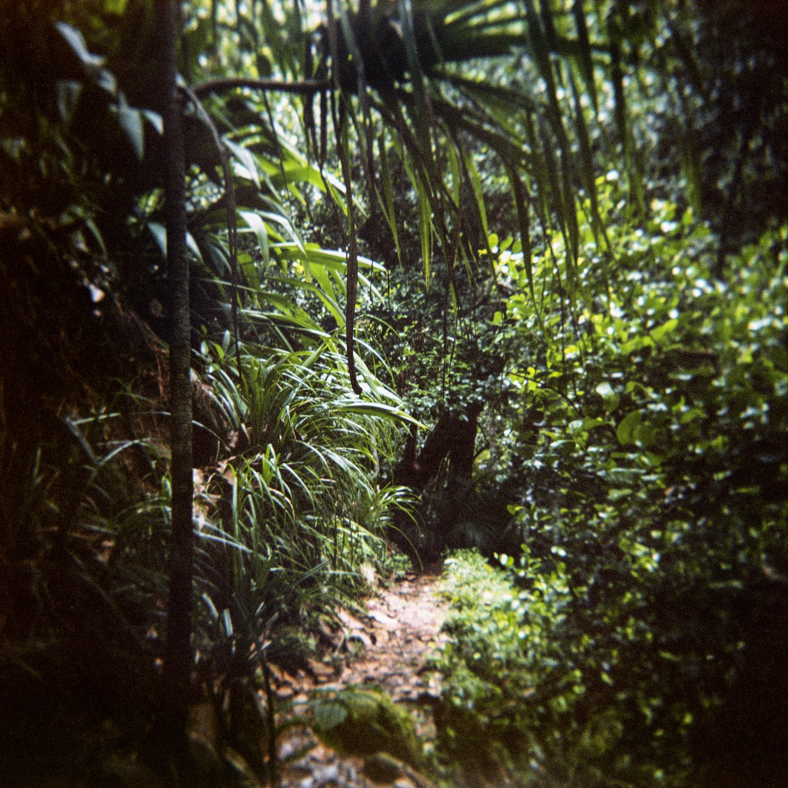 C-Delcourt-holga31.jpg