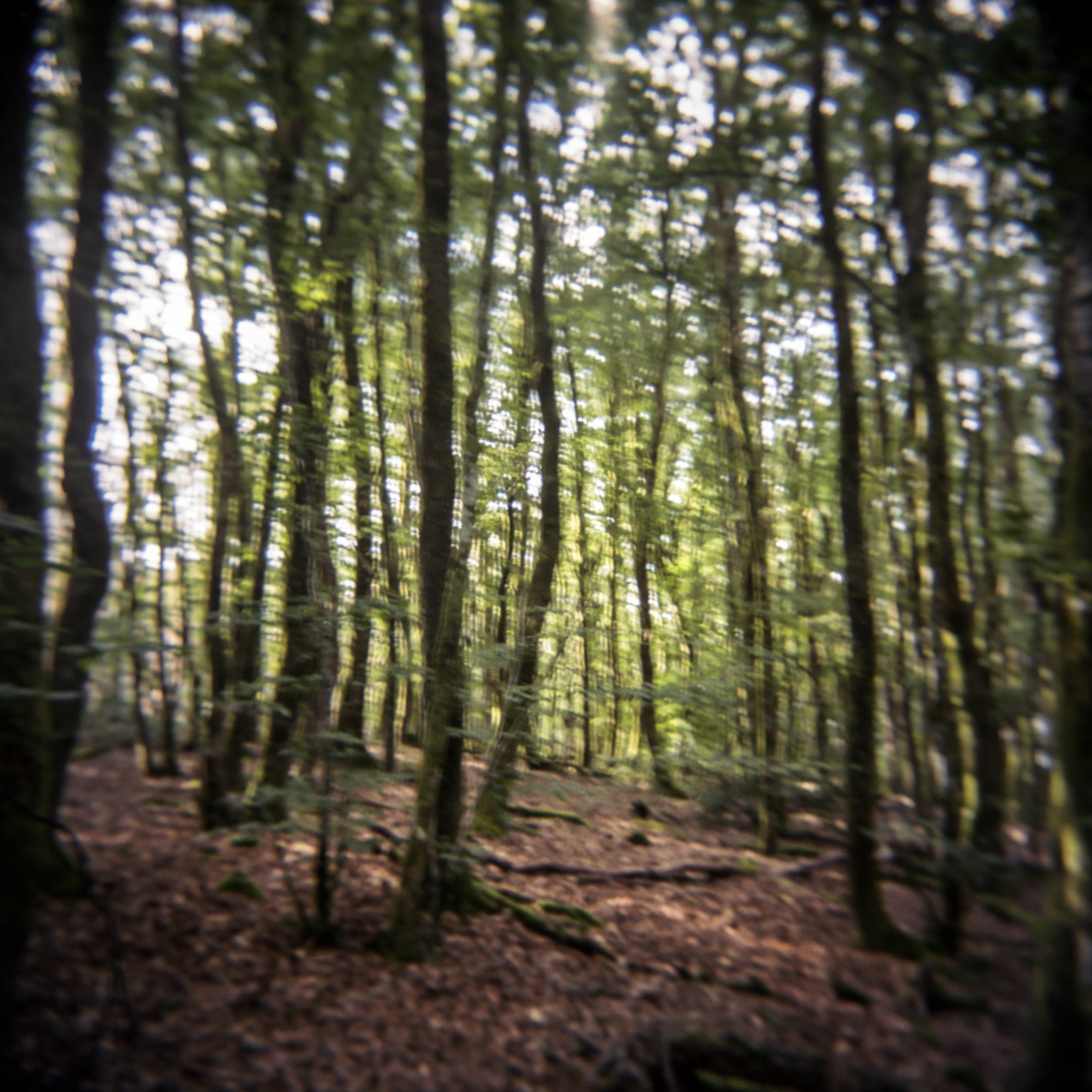 C-Delcourt-holga36.jpg