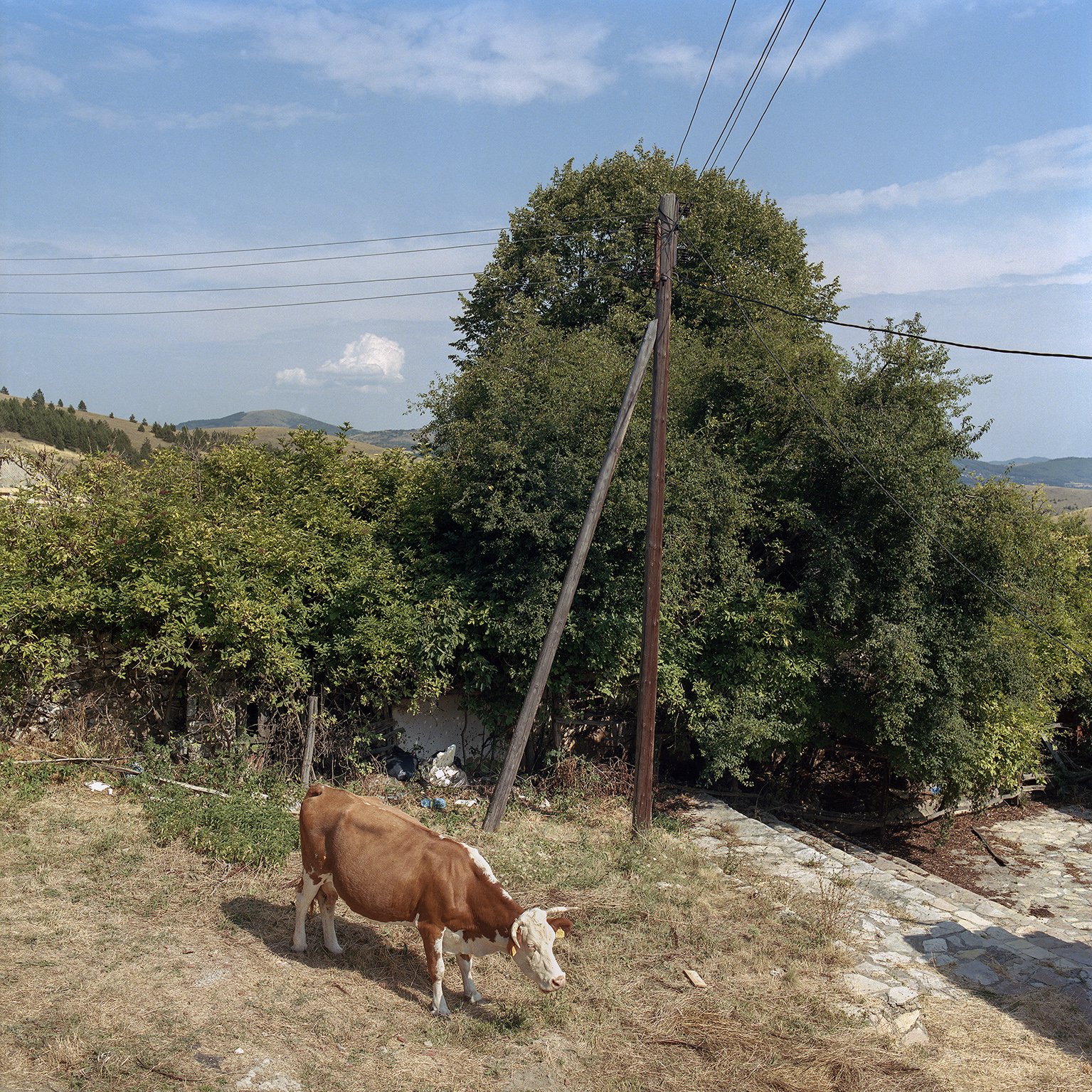 202108 KosovoKukaj Cow.jpg