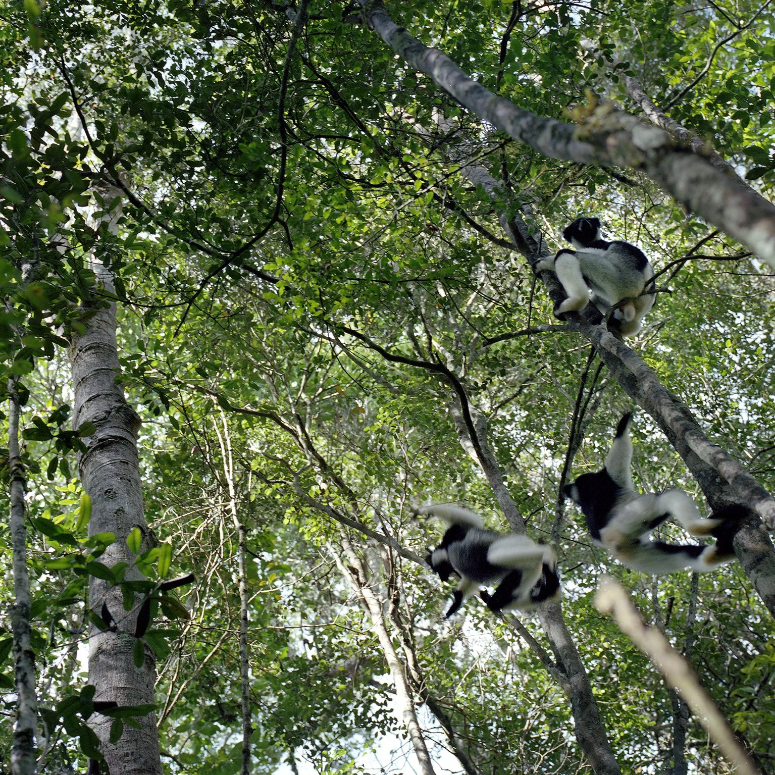 anbasibe indri indri.jpg