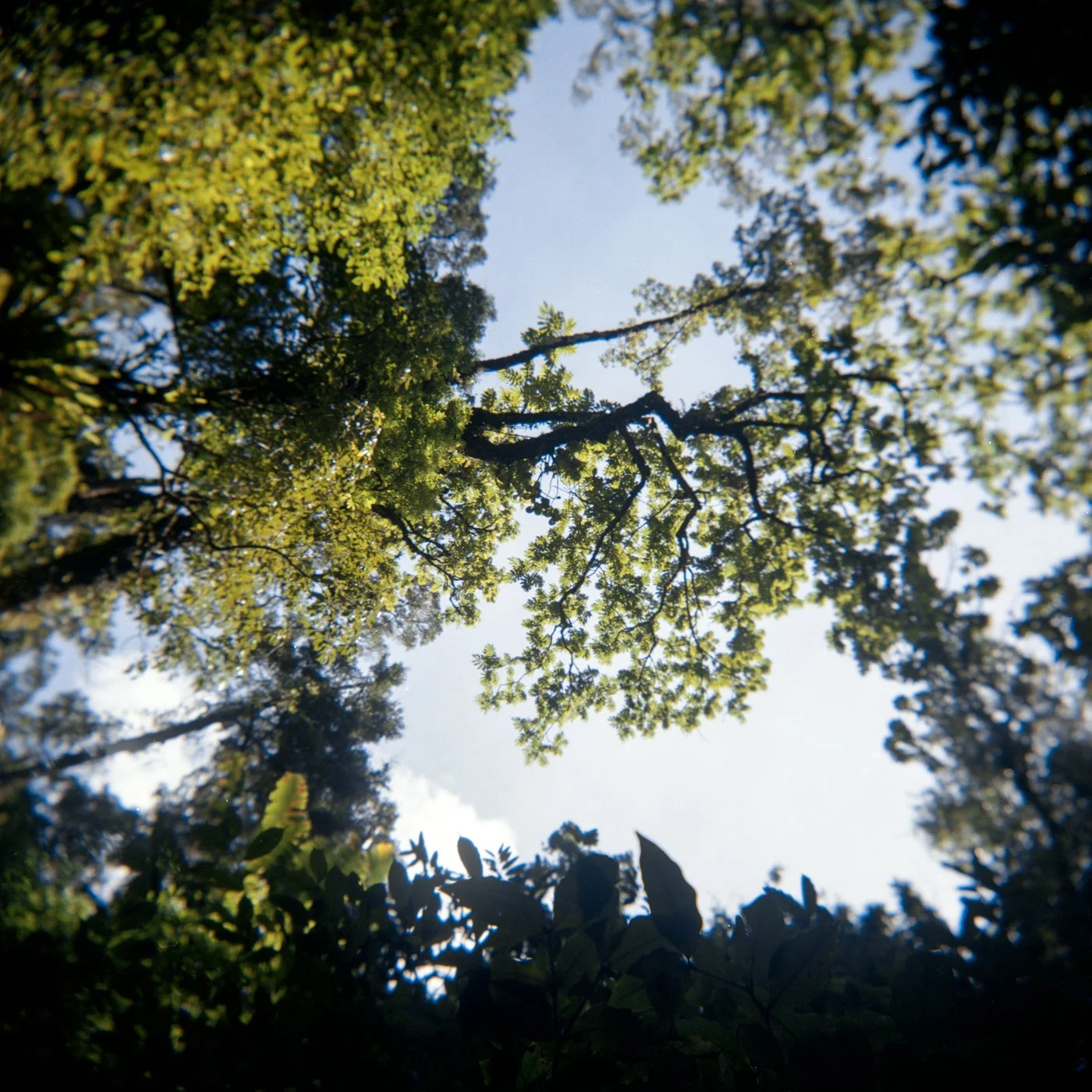 masoala foret hol.jpg