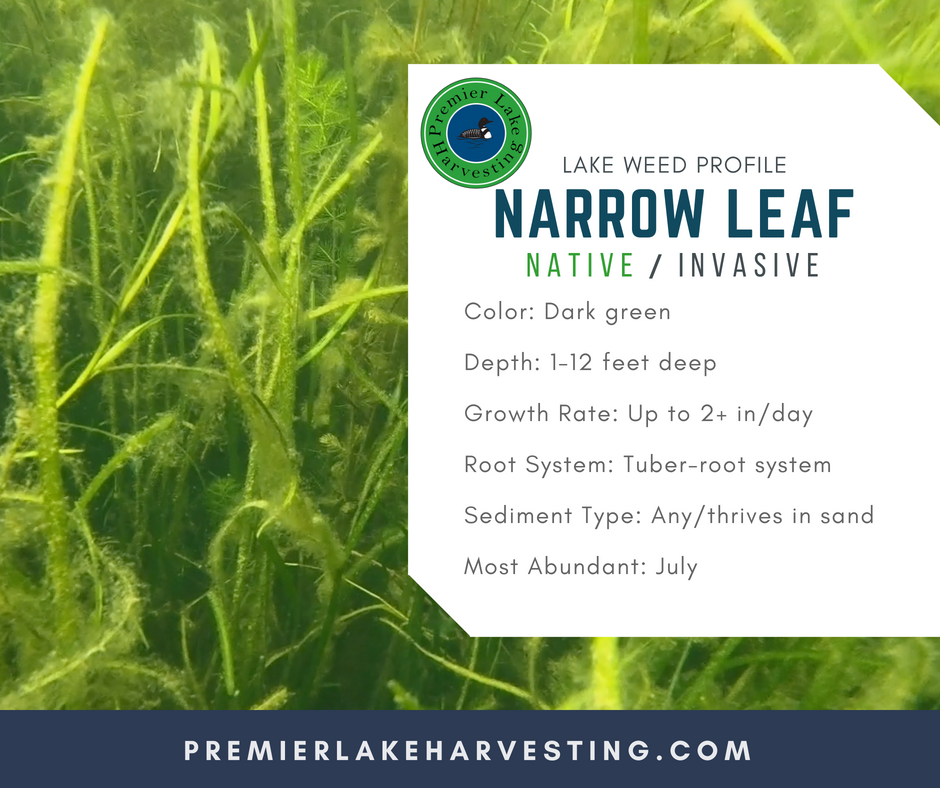 Lake Weed Profile NarrowLeaf Pondweed Premier Lake Harvesting