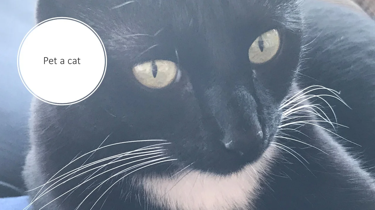 express_cat.jpg