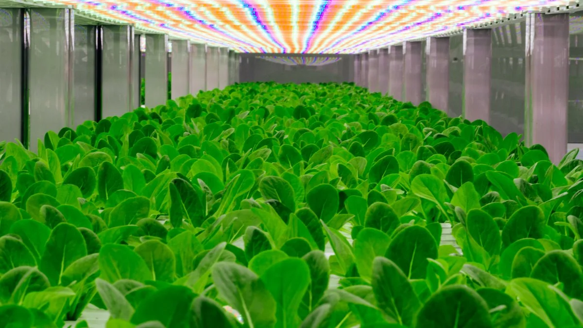 oasis-biotech-uses-a-controlled-indoor-environment-and-an-led-lighting-system-to-grow-fresh-produce-365-days-a-year.jpg