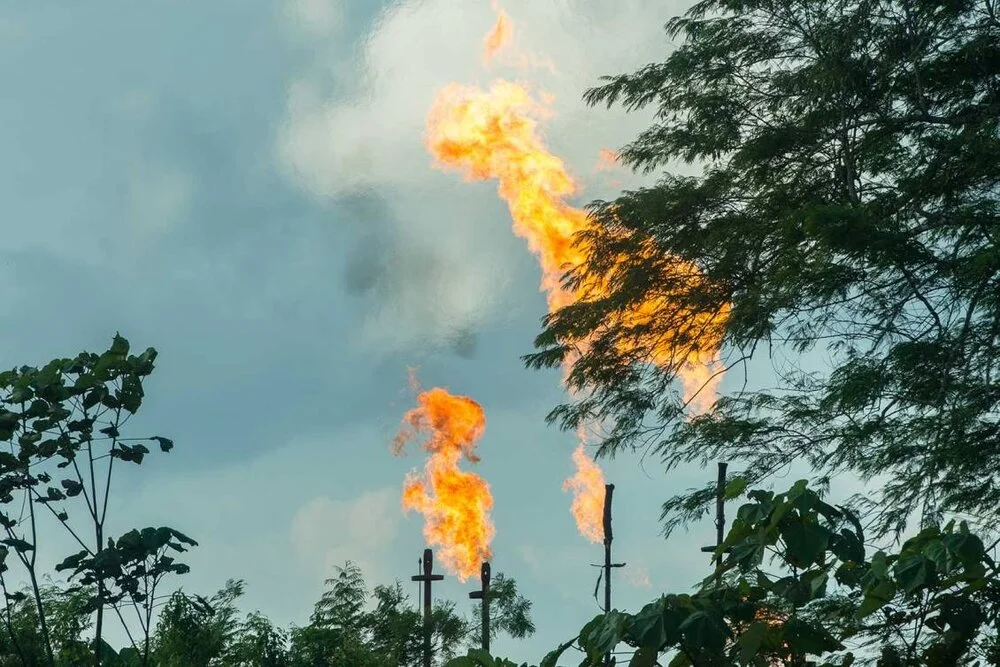 The Yasuni National Park is now open to oil exploration, following the Global North’s inaction. (Audubon/Neil Ever Osborne)