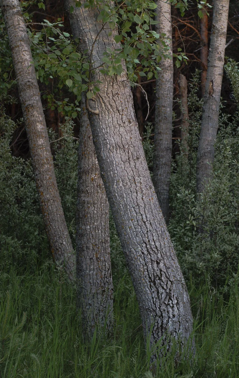 tree composition-color