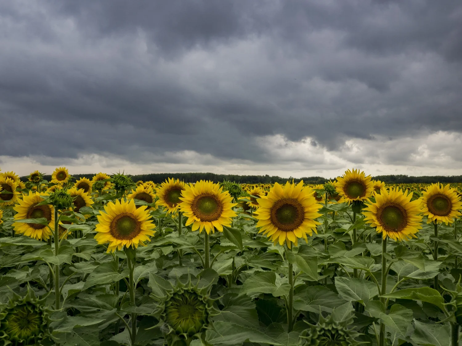 Sunflowers braving a summer storm