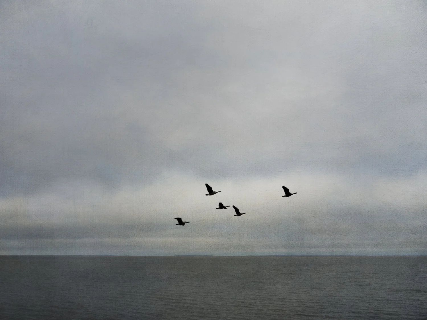 flying Home,   Geese over Lake Winnipeg