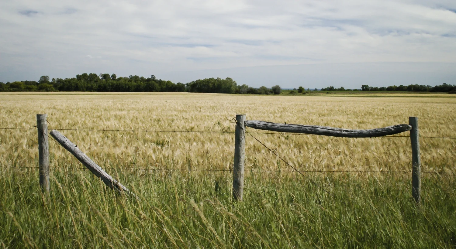 Fence and Field, Rural Manitoba