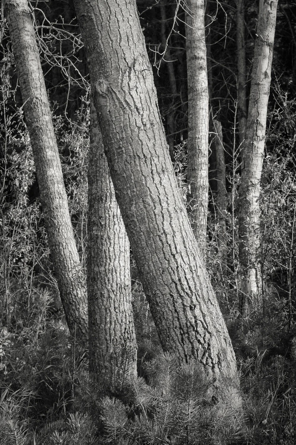 Tree Composition in B&W