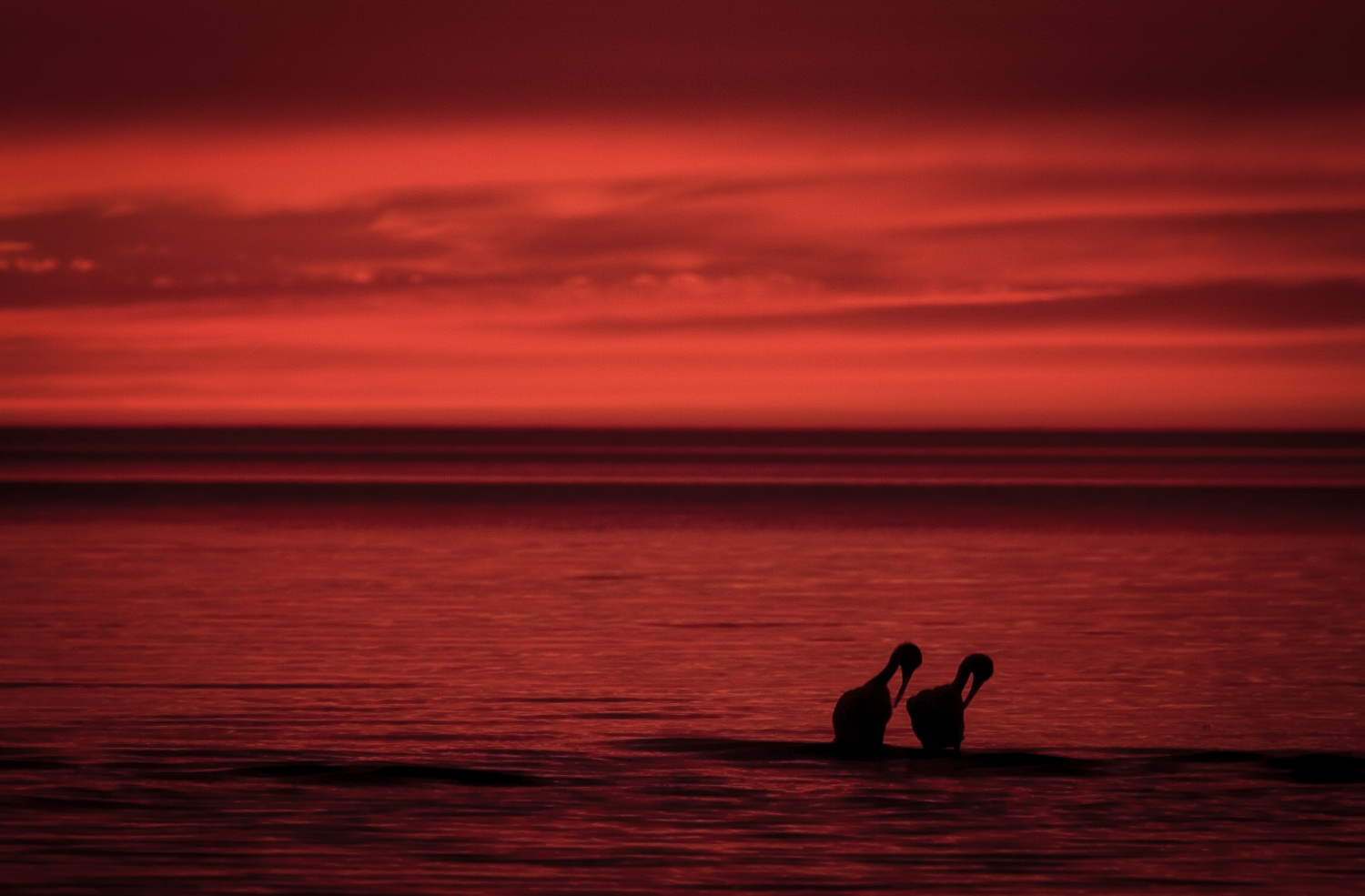 Pelicans-Bowing to Beauty