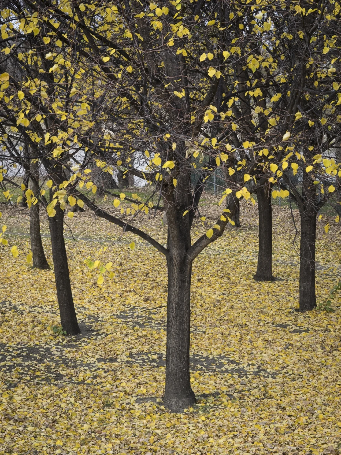 Tree Symmetry in Color  