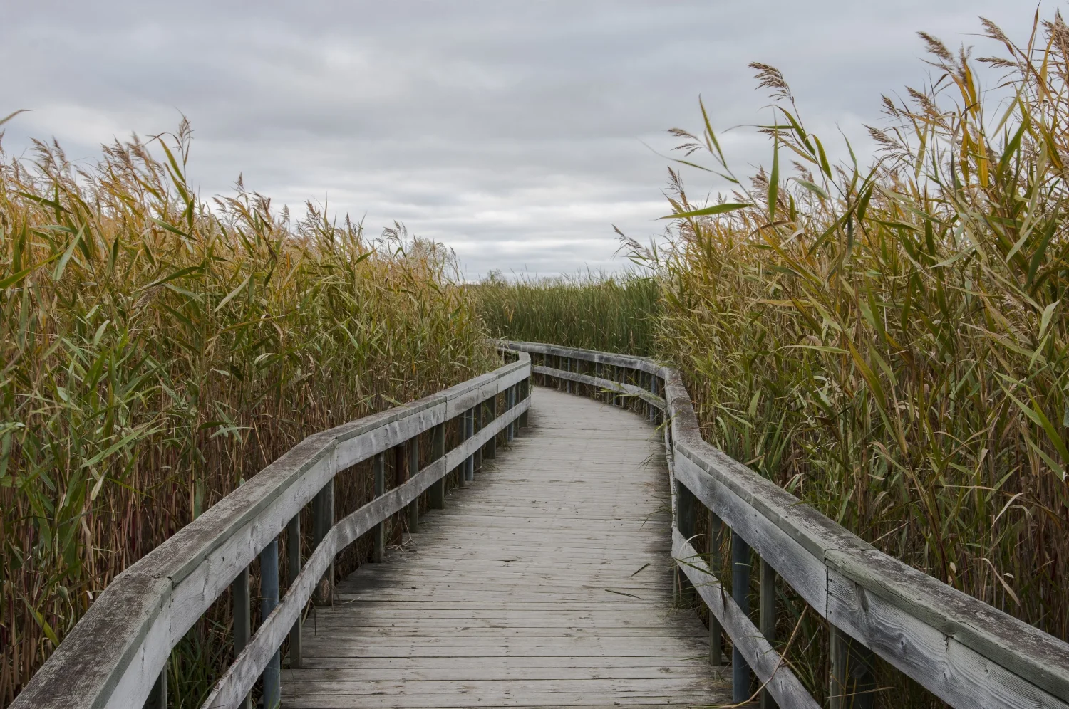 The Way,   Boardwalk  - Oak Hammock Marsh