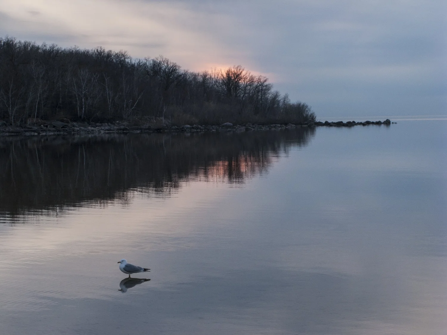 Sea Gull and Sunset, Grand Beach ,MB
