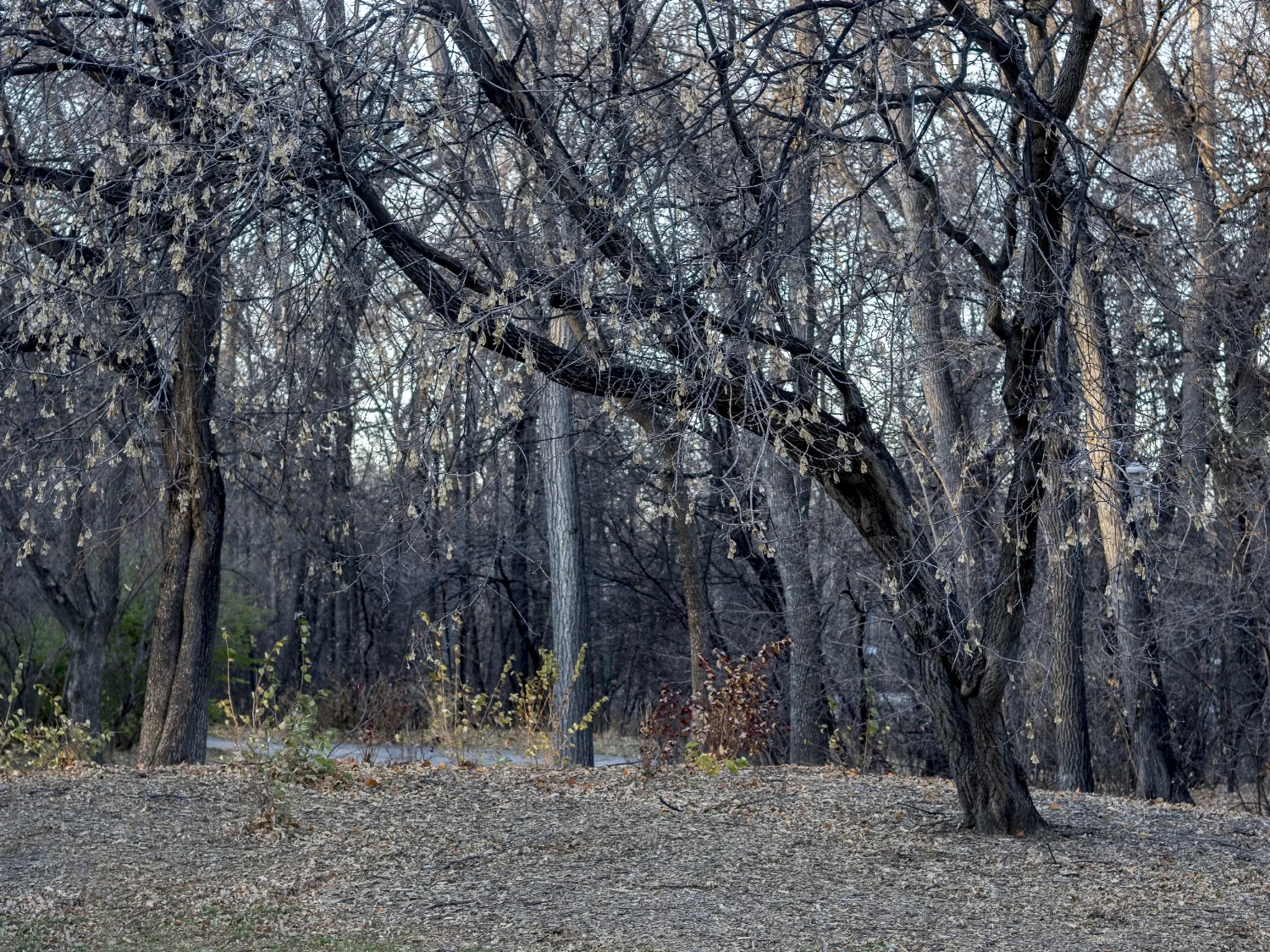 Twilight Trees, Kildonan Park, Winnipeg,MB