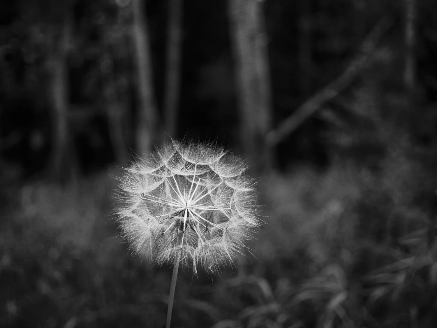 Dandelion Skeleton